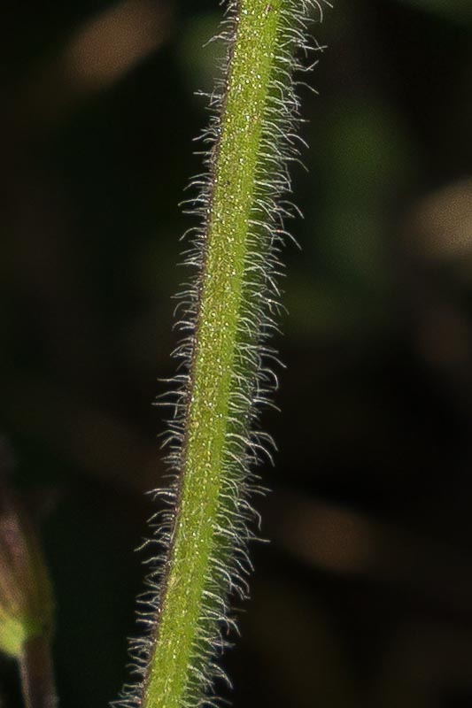 Clinopodium cfr. menthifolium